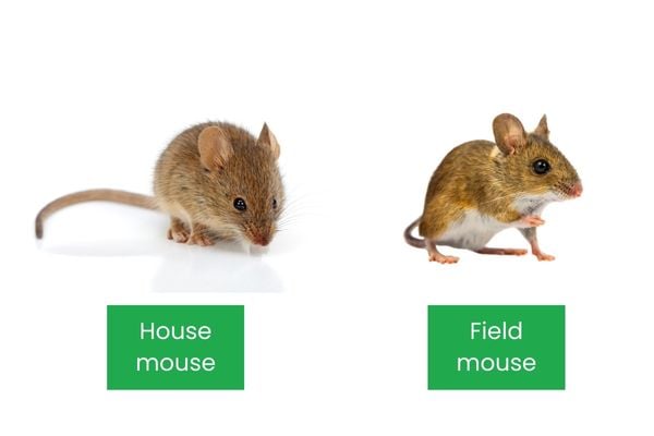 Mice
